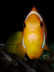 "Portrait of the Anemonefish" (50mm macro with 1,4x TC, 1... by Henry Jager 